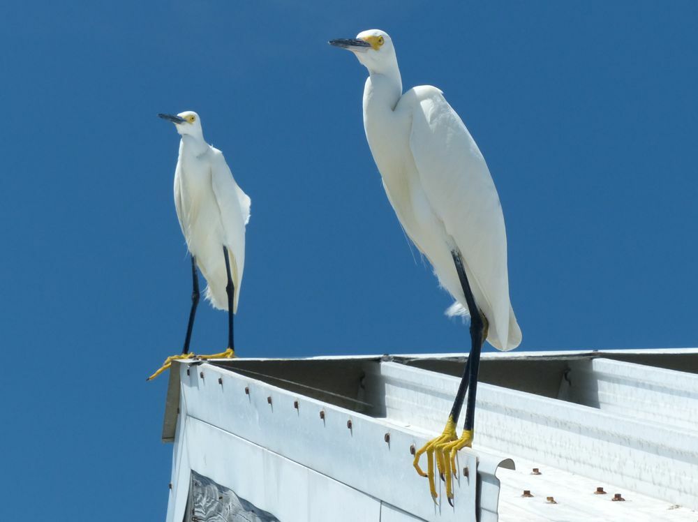 Click to See Next Image